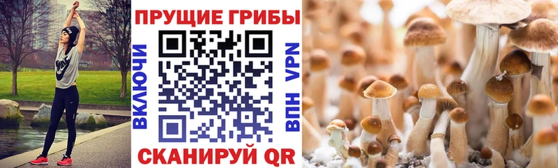 Галлюциногенные грибы Cubensis  hydra сайт  Кадников 